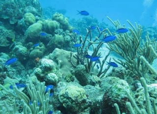  Snorkeling in the sea 